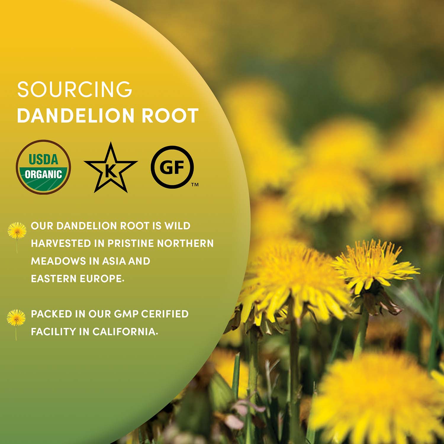 A single Monstera leaf in a clear glass vase against a white background.