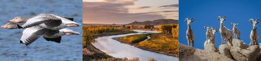 Rewilding: Earth Day Update
