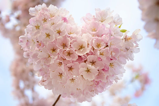 4 Ways to Nourish Our Hearts