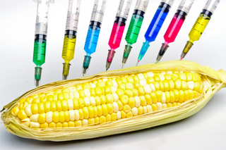 Are GMOs Toxic?