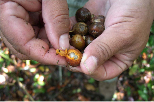 The Ramon Seed Story