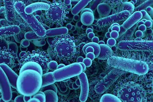 Feeding Your Probiotics for a Flourishing Microbiome