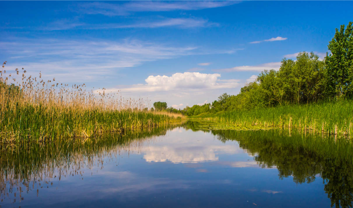 Wetlands: Nature’s Unsung Heroes – Teeccino