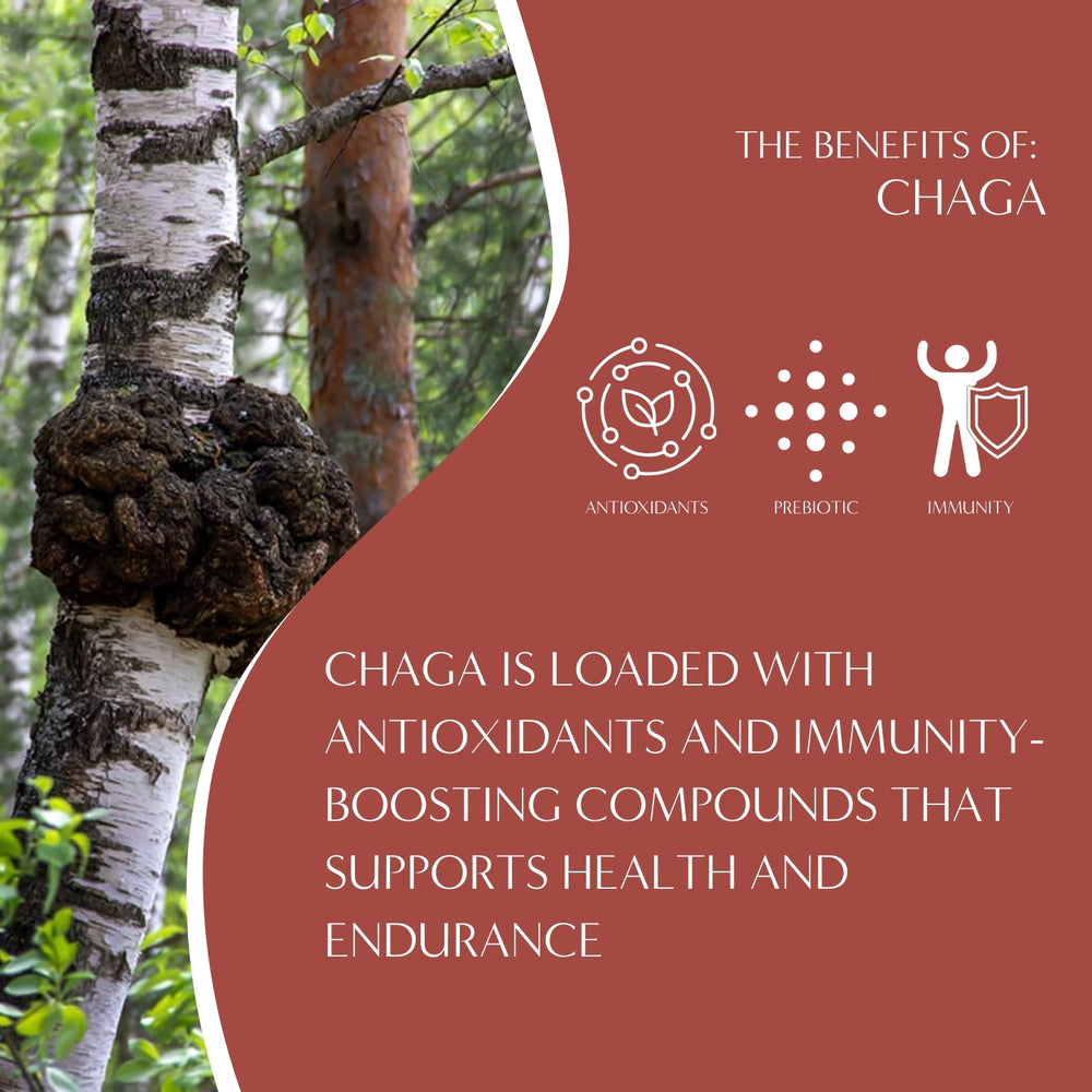 Chaga Ashwagandha Butterscotch Cream Mushroom Herbal Tea