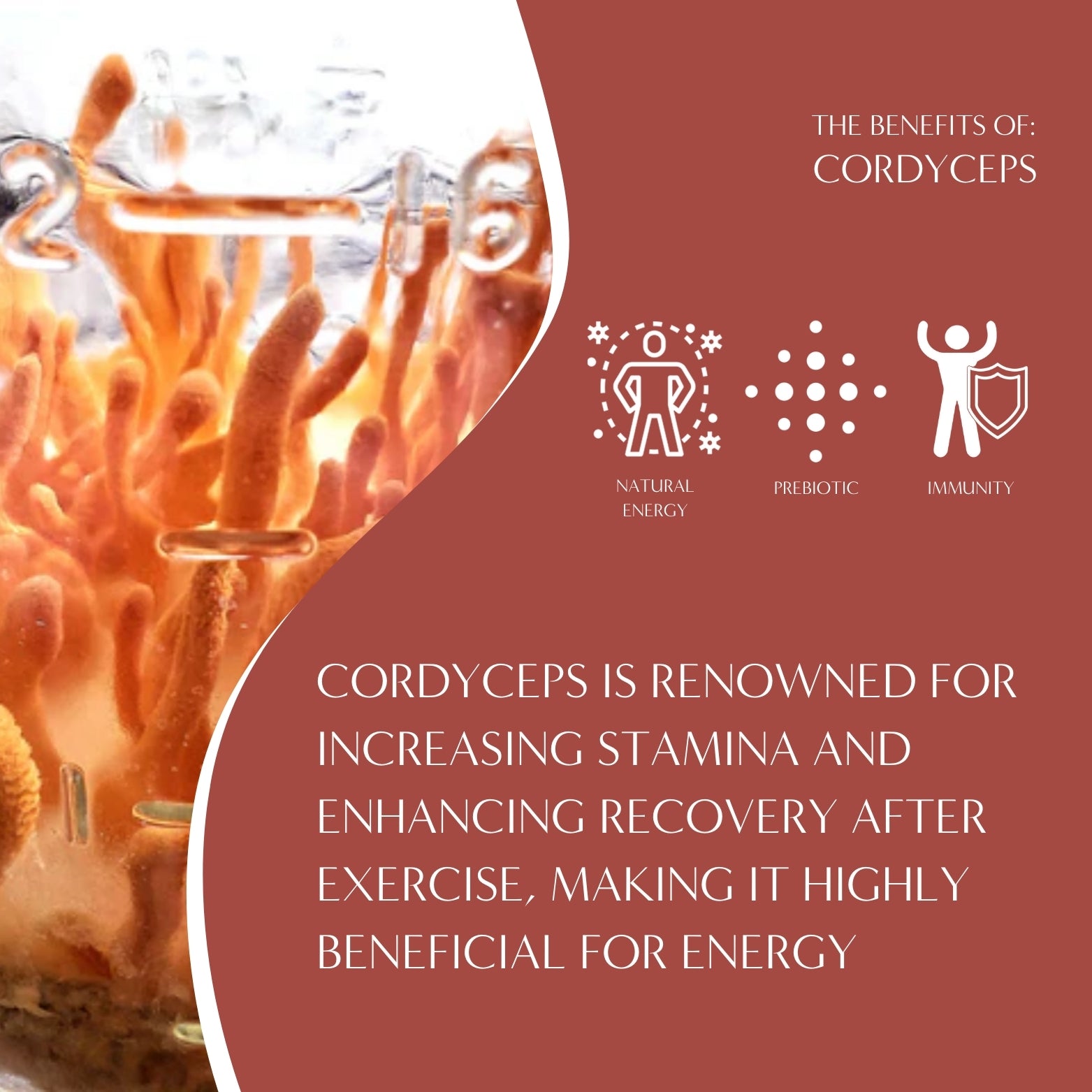 Cordyceps Schisandra Cinnamon Berry Mushroom Herbal Tea