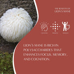Lion’s mane mushroom benefit infographic highlighting cognition, prebiotic support, and immunity.