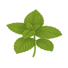 Peppermint leaf