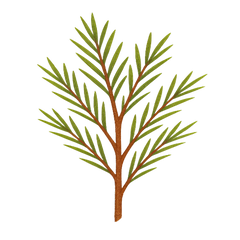 Rooibos