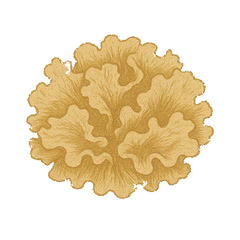 Tremella