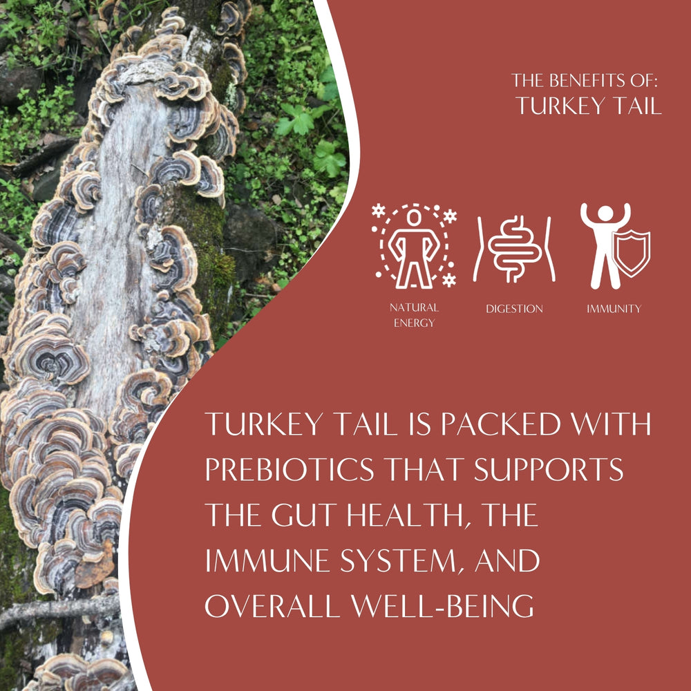 Turkey Tail Astragalus Toasted Maple Mushroom Herbal Tea
