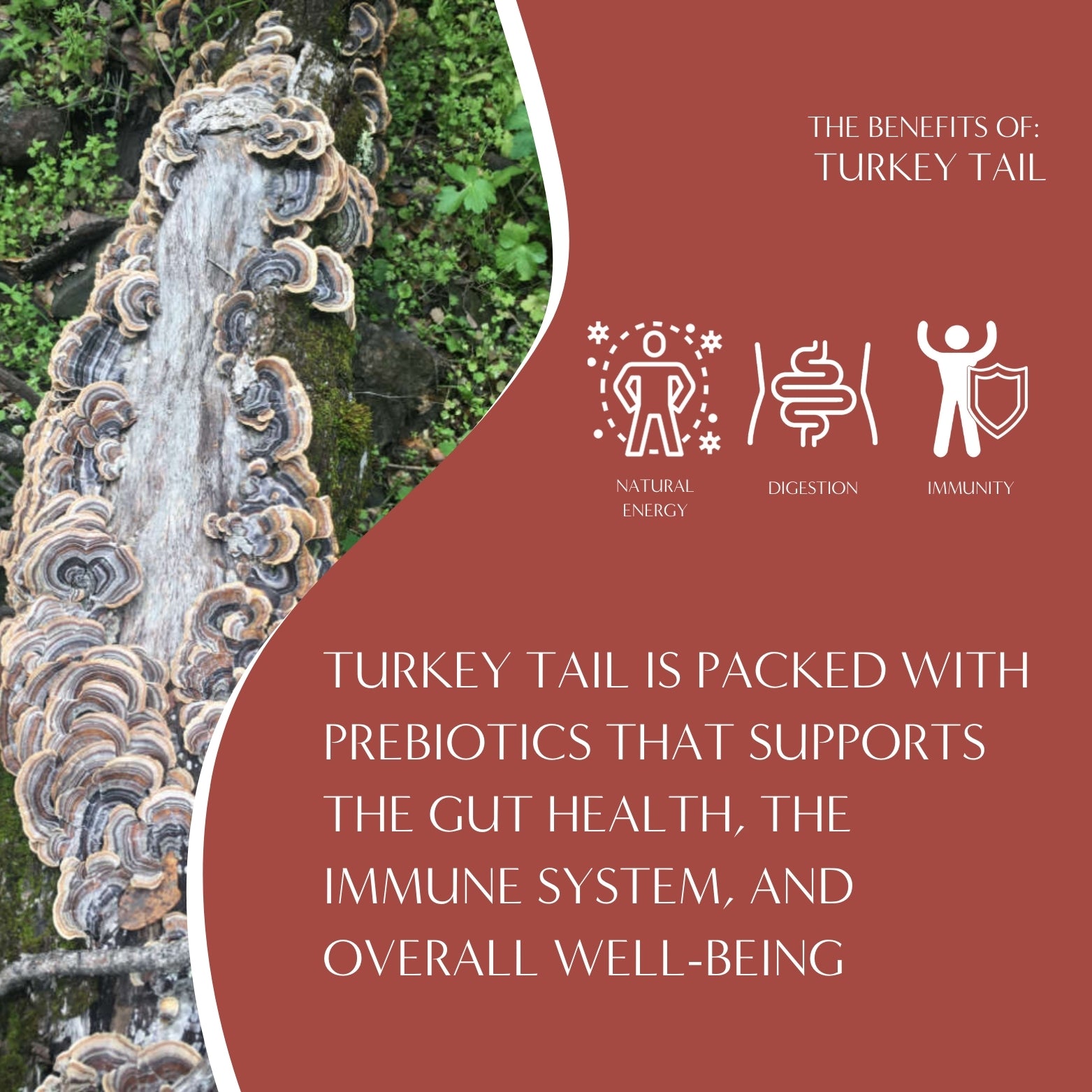 Turkey Tail Astragalus Toasted Maple Mushroom Herbal Tea