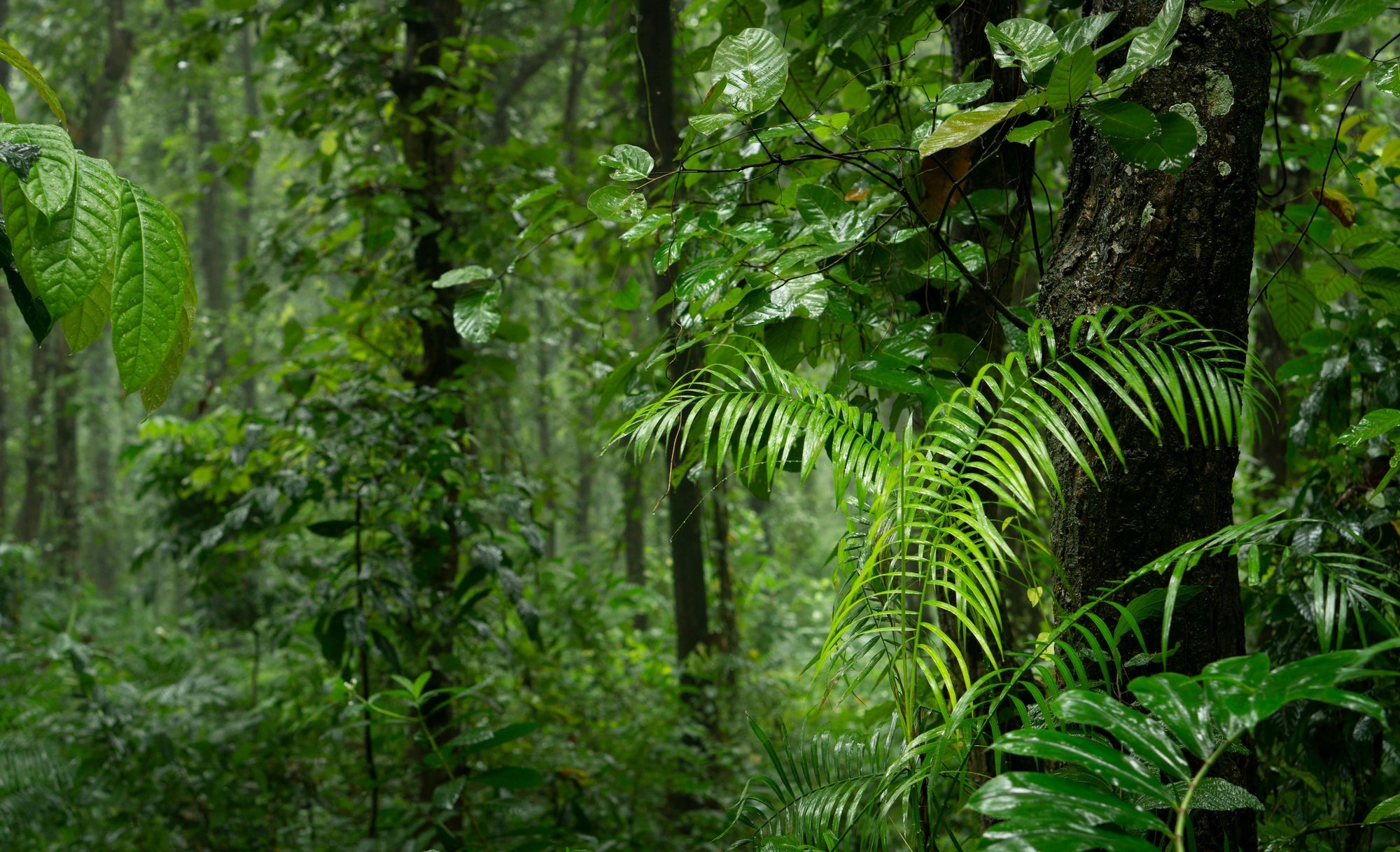 We may be the last generation that can save the Amazon.