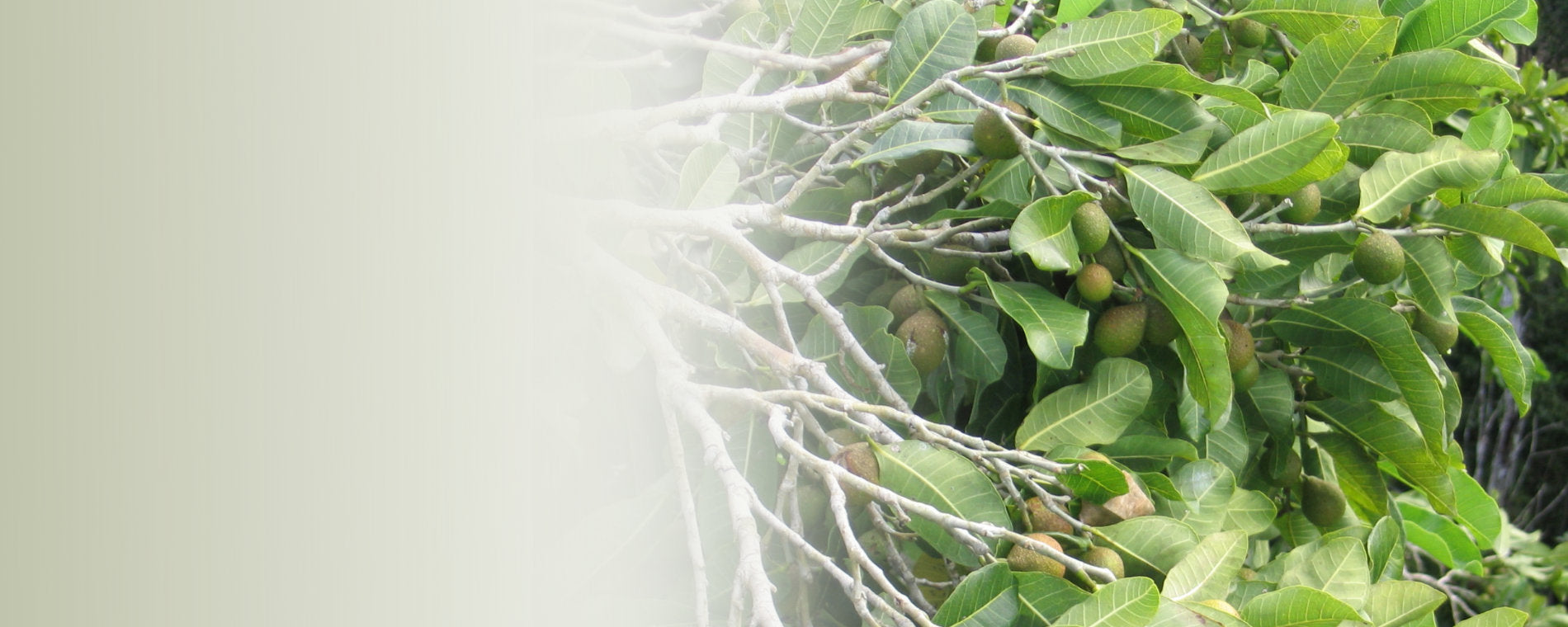 Ramon Seeds A Traditional Roasted Beverage of the Maya – Teeccino